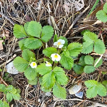 Il Portico *